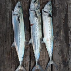 筏ショアジギングでサゴシ