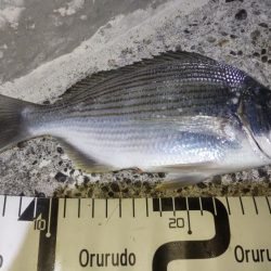 満足のナイトゲーム