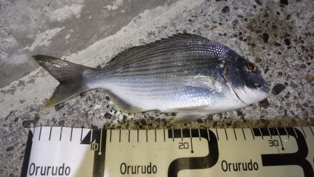 満足のナイトゲーム