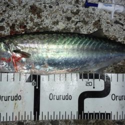 ナイトゲーム楽しかった!