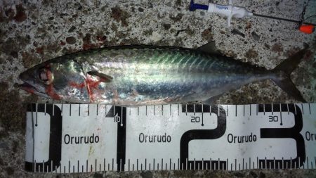 ナイトゲーム楽しかった!