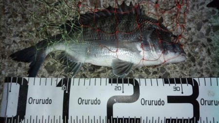 尺アジ連発も他の青物不在