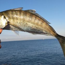 青物いないけどアジがでかいです!