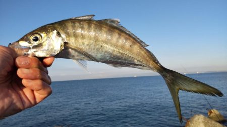 青物いないけどアジがでかいです!