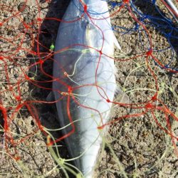 タチウオとイケカツオ？