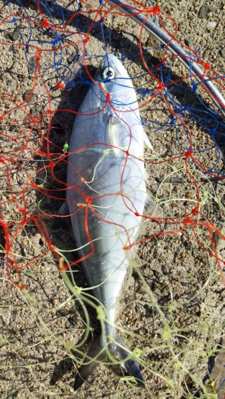 タチウオとイケカツオ？