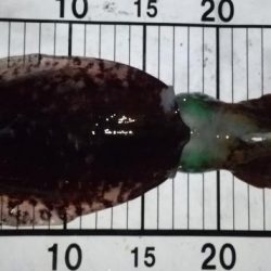 サーフエギング