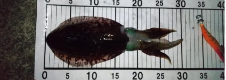 サーフエギング