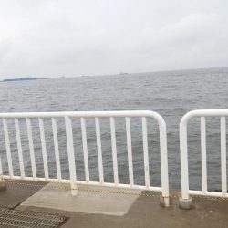 ボウズ逃れのカワハギ