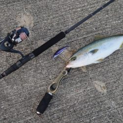 混雑ポイントでハマチ