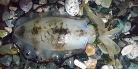 アオリイカエギング終盤