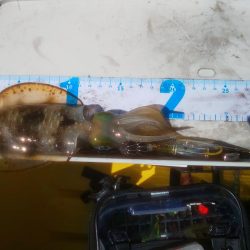 数釣り時期終わってた(> < )💦