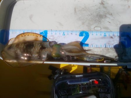 数釣り時期終わってた(> < )💦