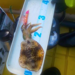 ペンペン＆サバフグ大暴れ