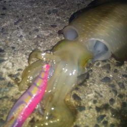 大潮だったのに