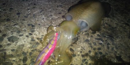 大潮だったのに