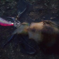 エギングとヤエン2