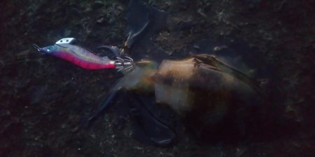 エギングとヤエン2