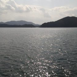 ヤエンでデカアオリイカ