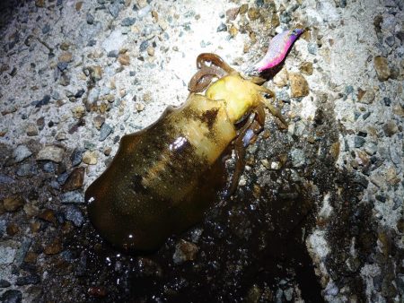 まだこのサイズが？