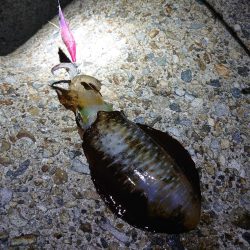 良いサイズ出始めました!