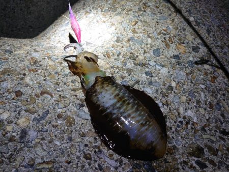 良いサイズ出始めました!