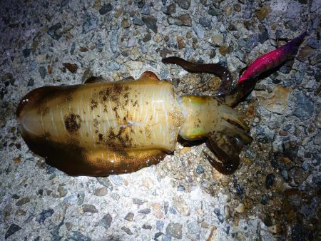 秋アオリイカ終盤戦