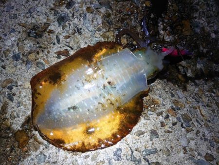 そろそろ終わりか