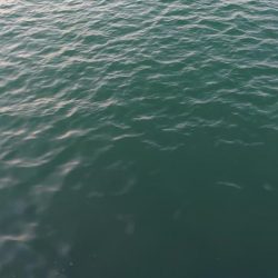 フラットフィッシュ