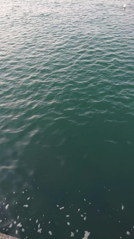 フラットフィッシュ