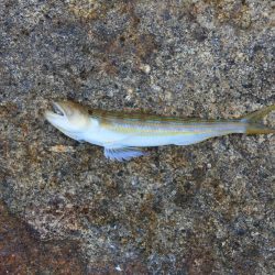 キス釣り　渋い