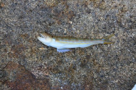 キス釣り　渋い