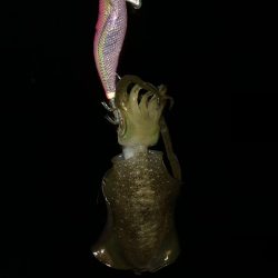 ナイトエギング