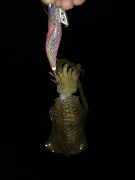 ナイトエギング