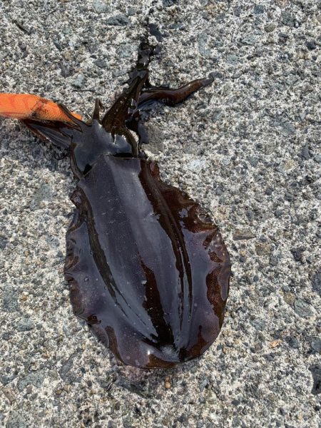 今年３回エギング釣行