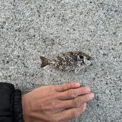 アジを求めてウロウロ②