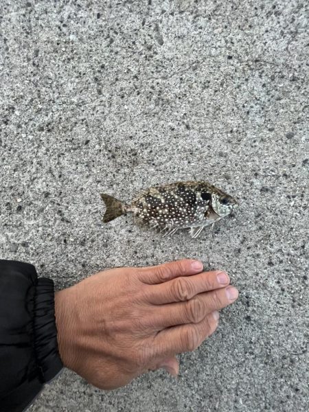 アジを求めてウロウロ②