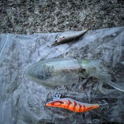 ごきげんイカが？