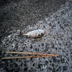 渋い季節の入り口