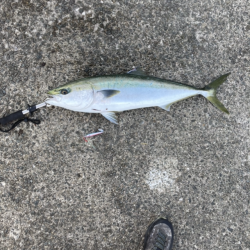 もう少しでブリ