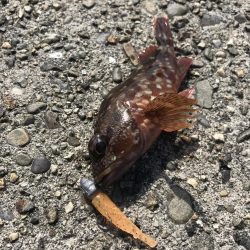 ライトワインドでオオモンハタGET