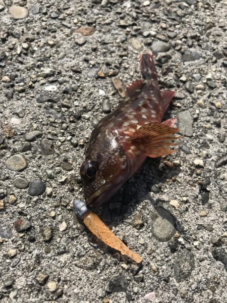 ライトワインドでオオモンハタGET