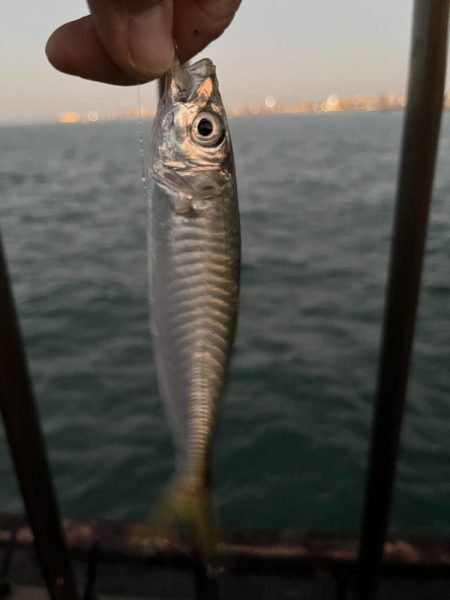 ノーハイシーズン