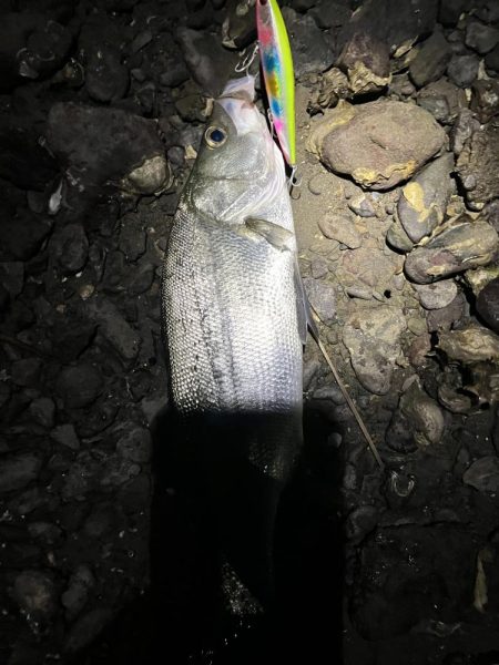 本日佐伯最後の釣行