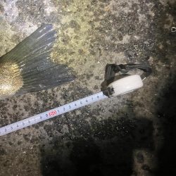 やっとやっとのスズキサイズ