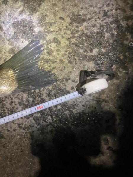 やっとやっとのスズキサイズ