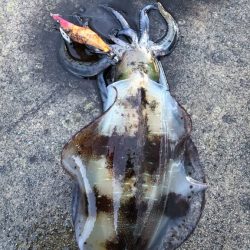 2022 佐渡ヶ島エギング 35回目【10月25日】