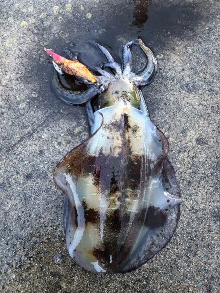 2022 佐渡ヶ島エギング 35回目【10月25日】