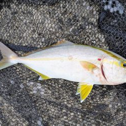 ネイリとカマス