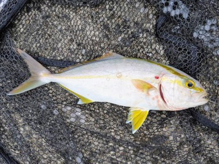 ネイリとカマス